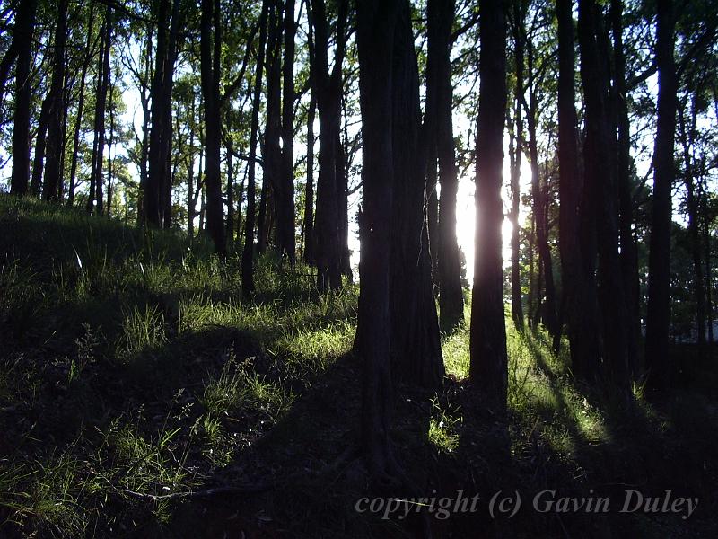 Forests near Sassafras IMGP1117.JPG